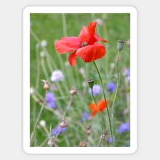 Red Poppy Sticker